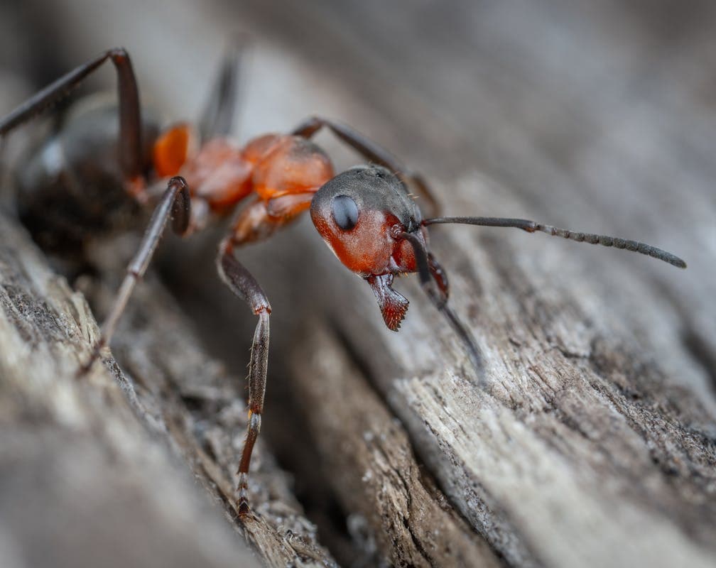 Ant Control