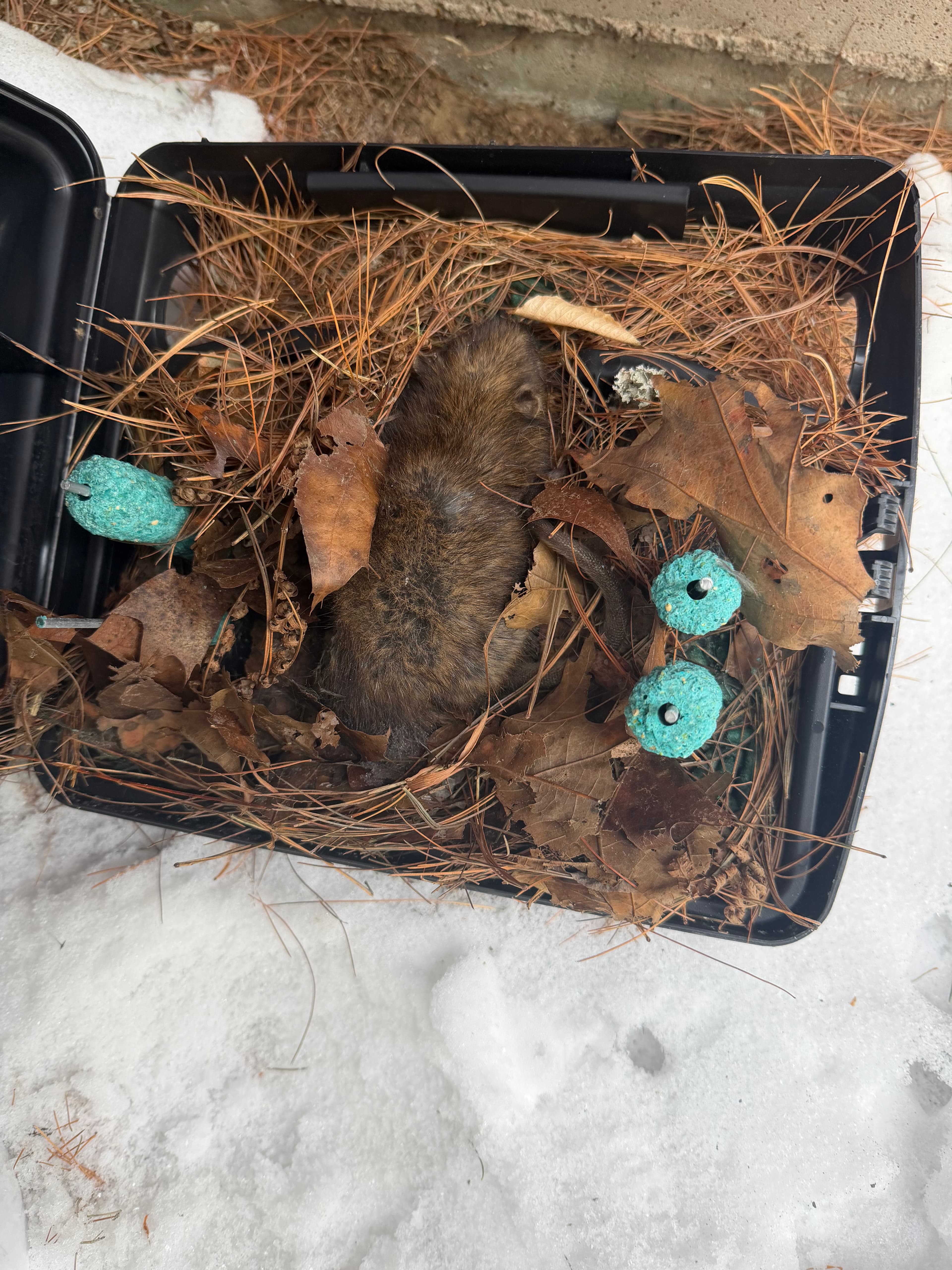 Professional rodent bait station installed by Campbell's Pest Control