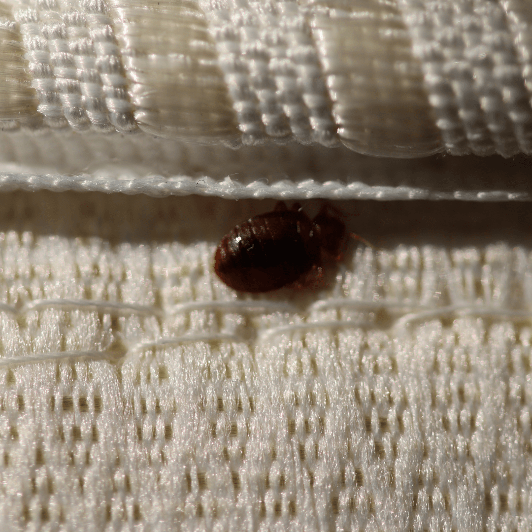 Bed Bug Treatment