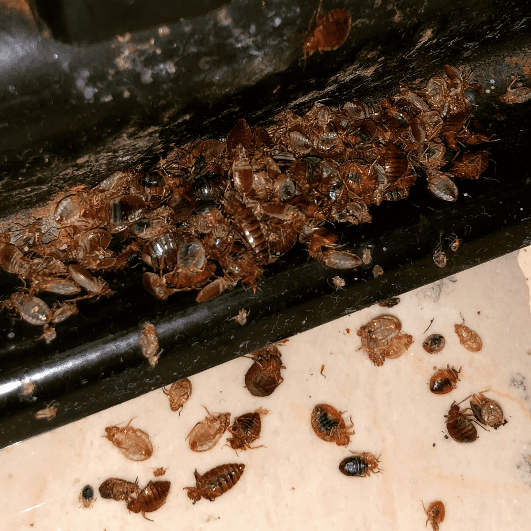 Bed bug infestation showing multiple bugs clustered in a harborage area