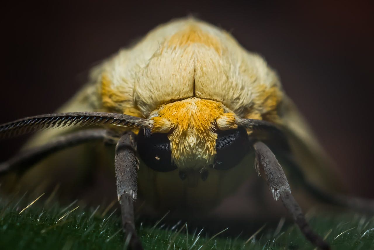 Drain Flies