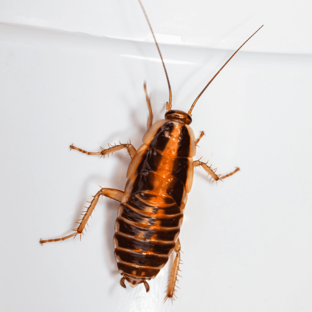 Top-down view of a German cockroach showing distinctive dark stripes behind the head