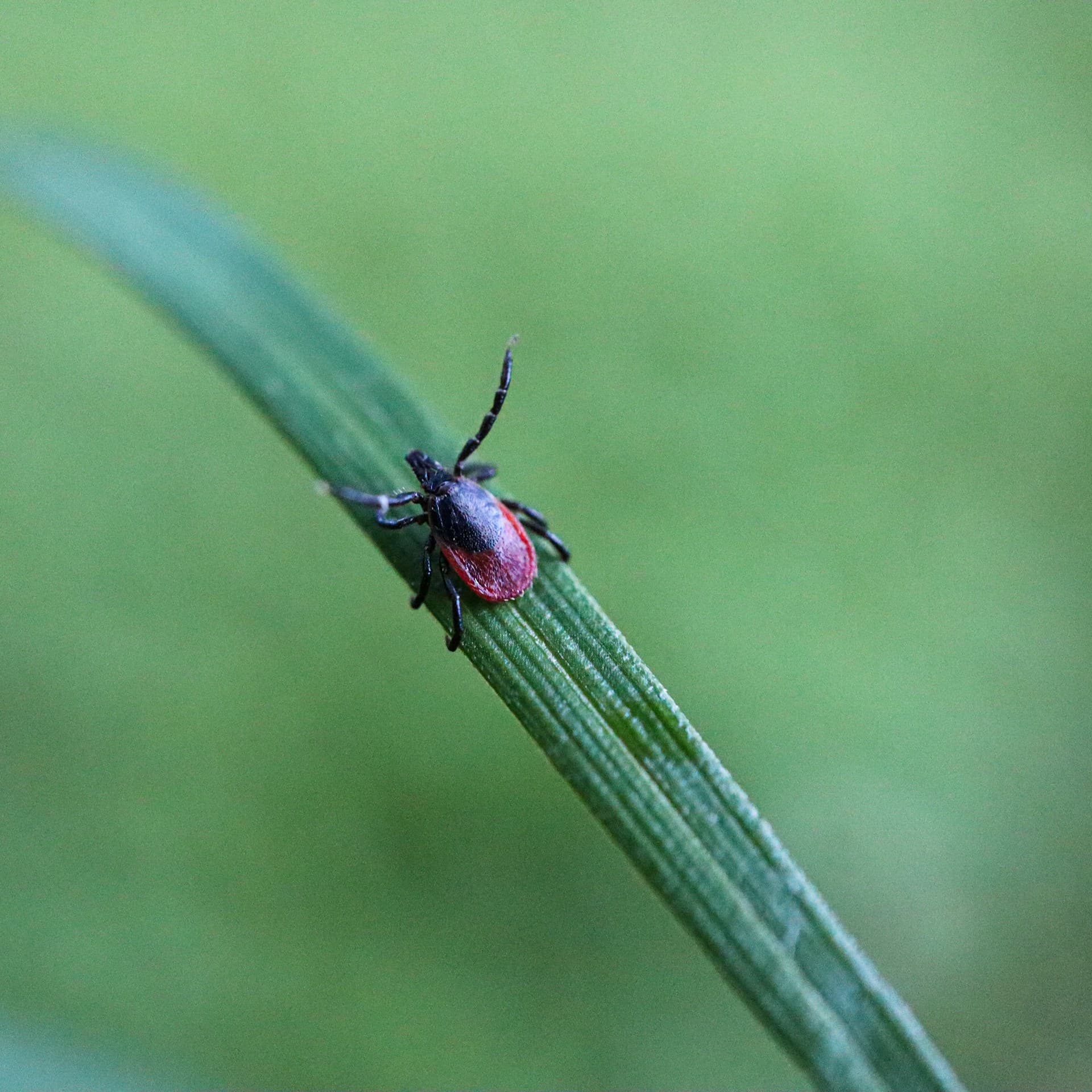 Mosquito & Tick Control