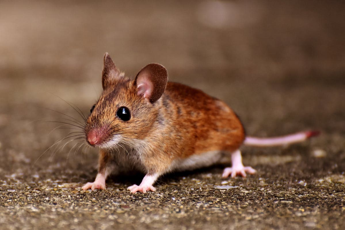 How to Keep Mice Out of Your Maine Home This Spring