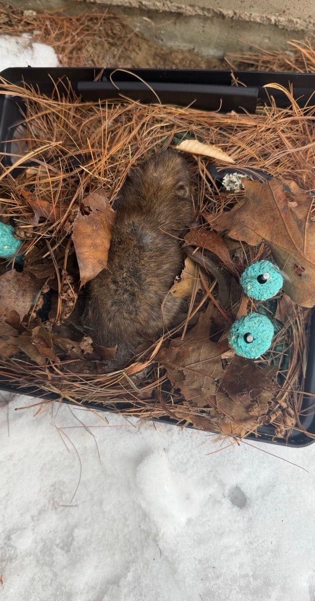 Commercial pest control service in Central Maine