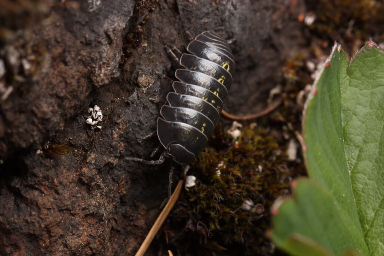 Sowbugs & Pillbugs