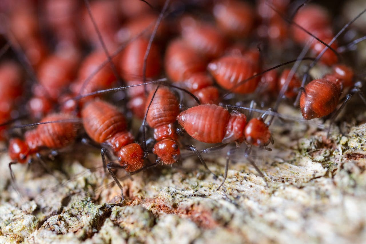 Termites