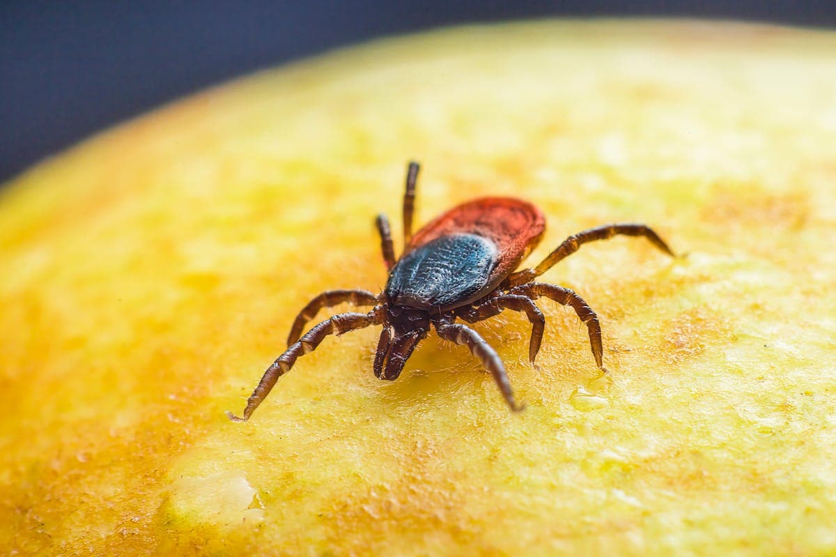 Tick Season in Central Maine: How to Protect Your Family and Pets