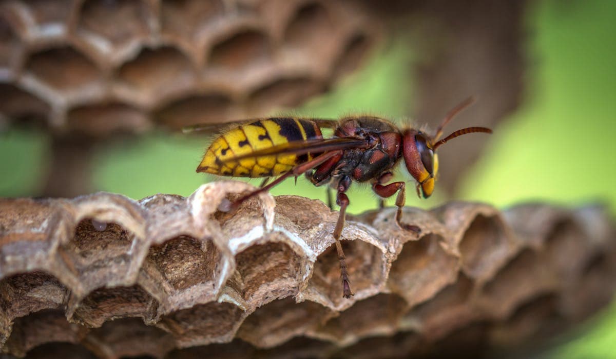 Wasp & Hornet Removal