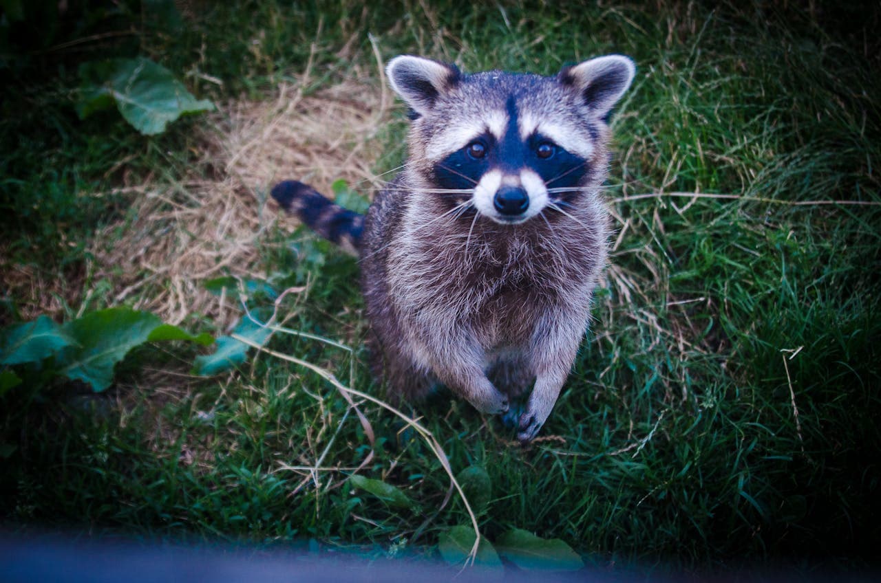 Wildlife Removal